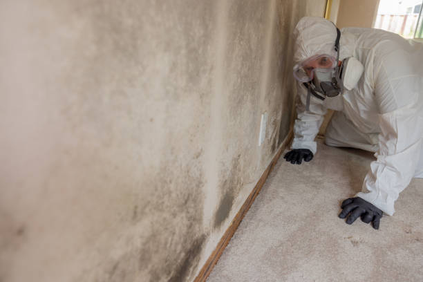 Best Forensic Mold Investigation  in Pukalani, HI